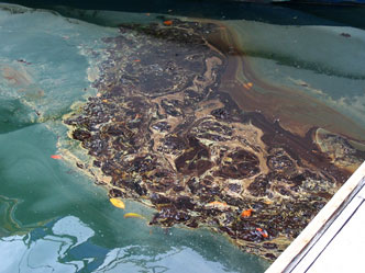 image of oil pollution