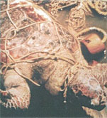 picture of a turtle tangled in net